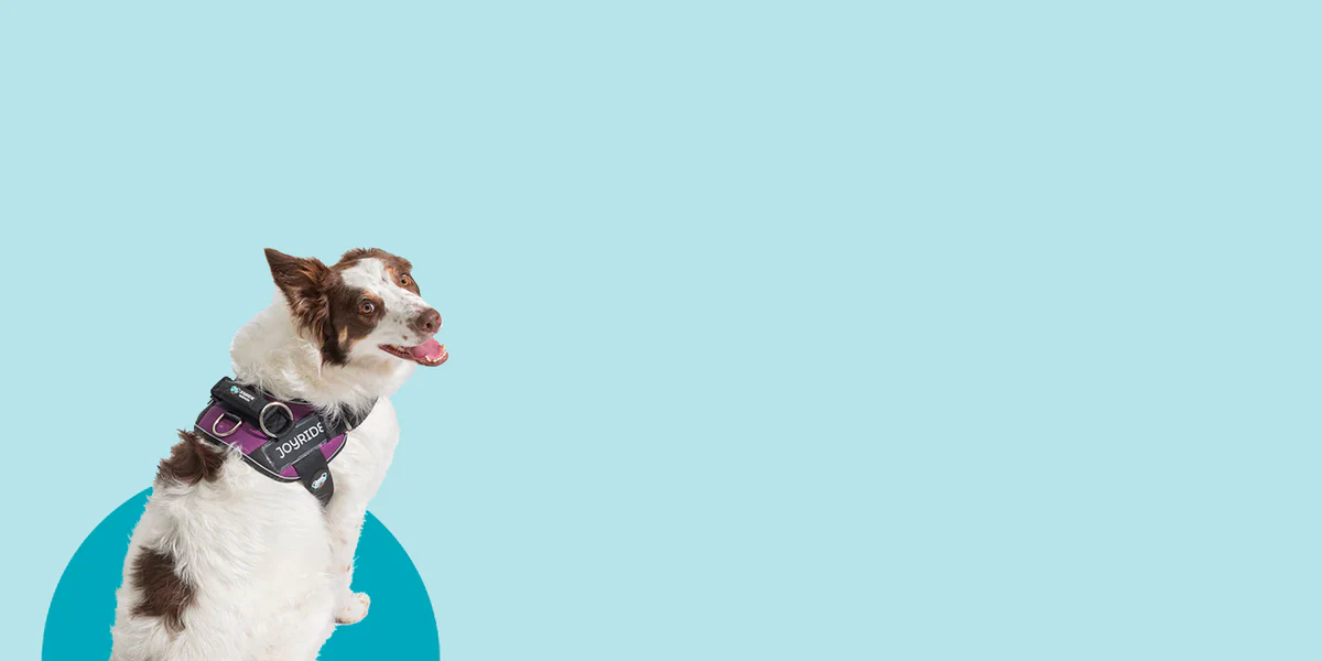 The Last Harness You’ll Need